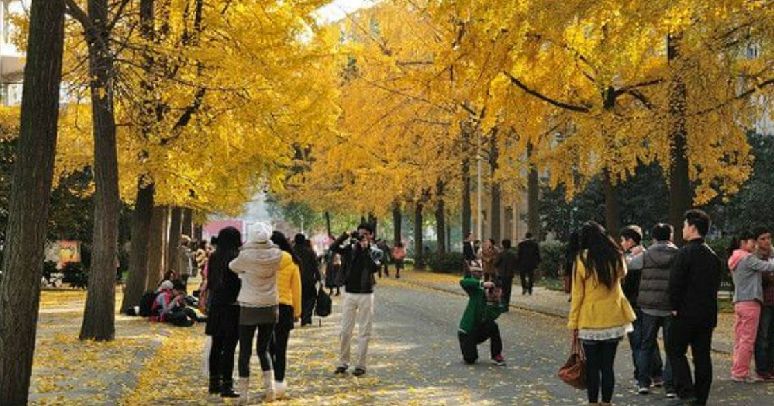 autumn of chengdu